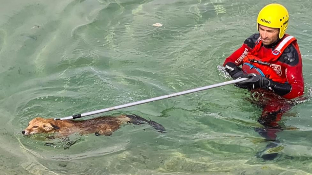   Bomberos rescatan zorro balsa de agua