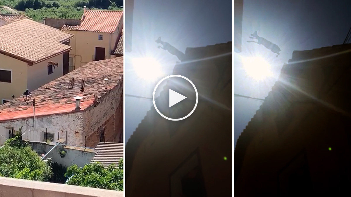 Cabras saltando por tejados de pueblo