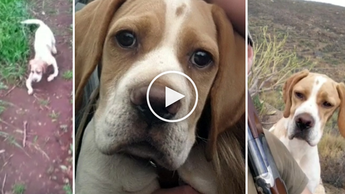 Cachorro pointer supera enfermedad y se convierte en gran cazador