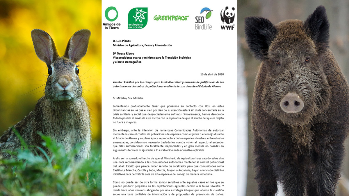  Carta ecologistas gobierno exigiendo no cazar conejo y jabalí