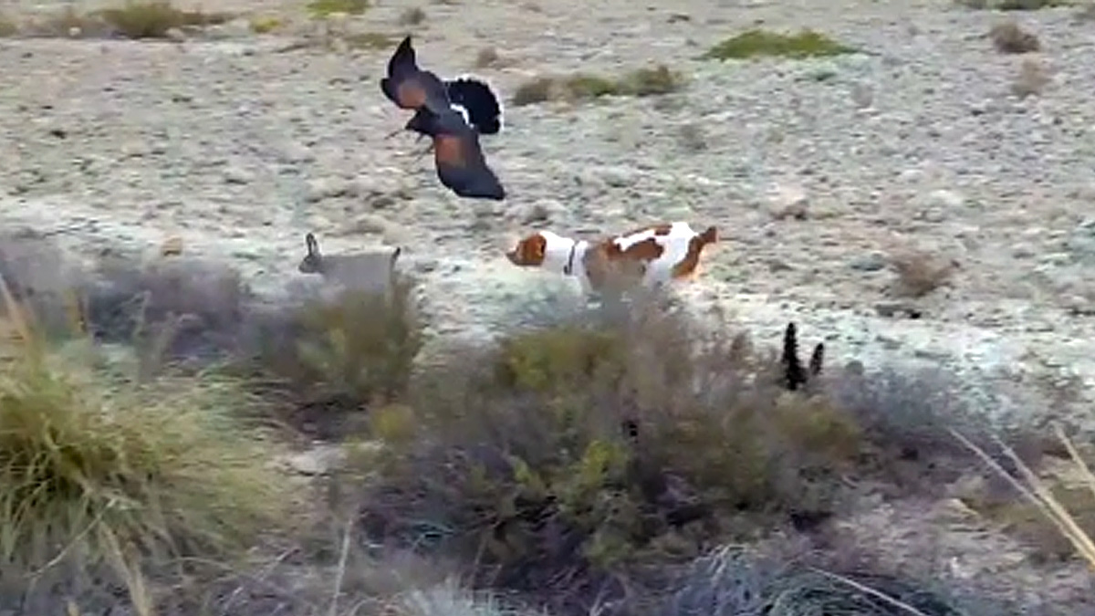   Caza de conejo con águila de Harris y epagneul breton