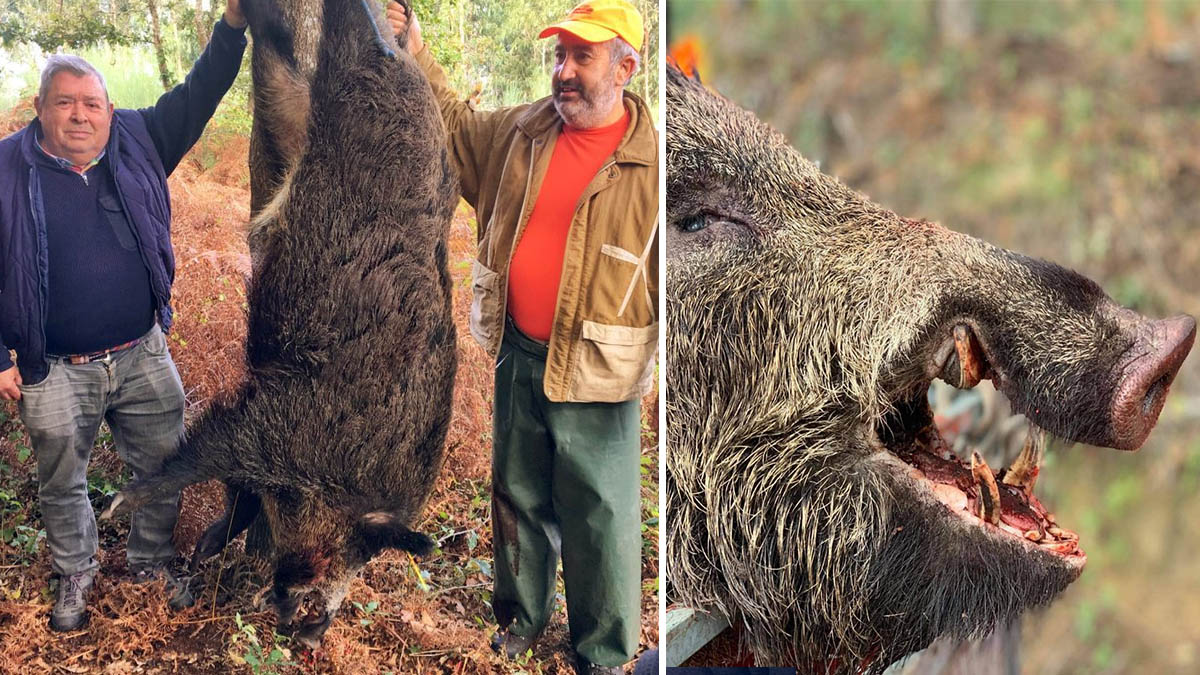   Caza de grandes jabalíes en Galicia