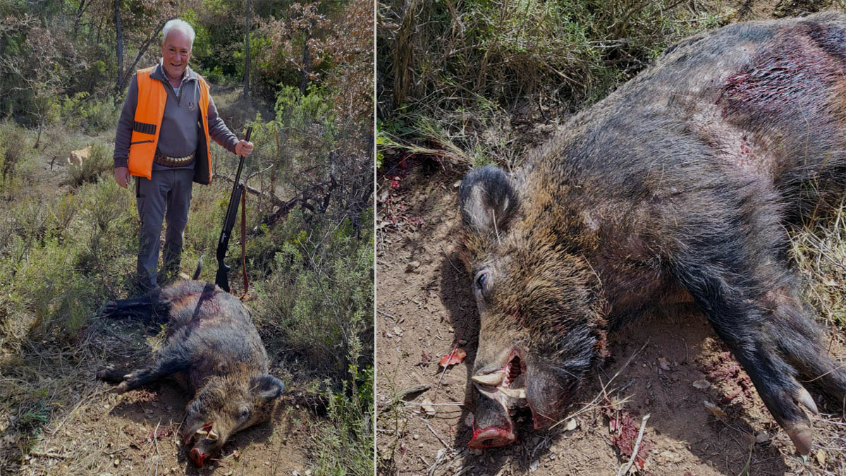   Cazador 70 años caza gran jabalí