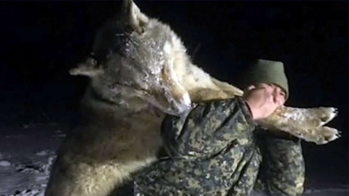  Cazador abate logo gigante que atemorizaba a pueblo en Rusia