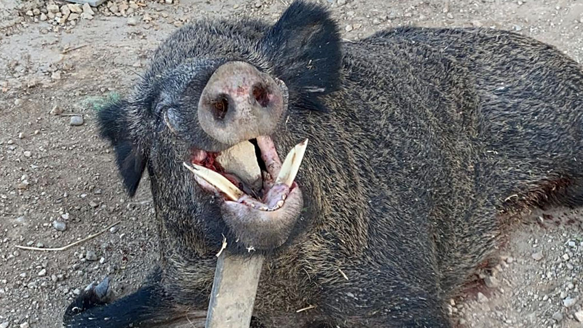  Cazan un jabalí de 150 kilos en Cádiz