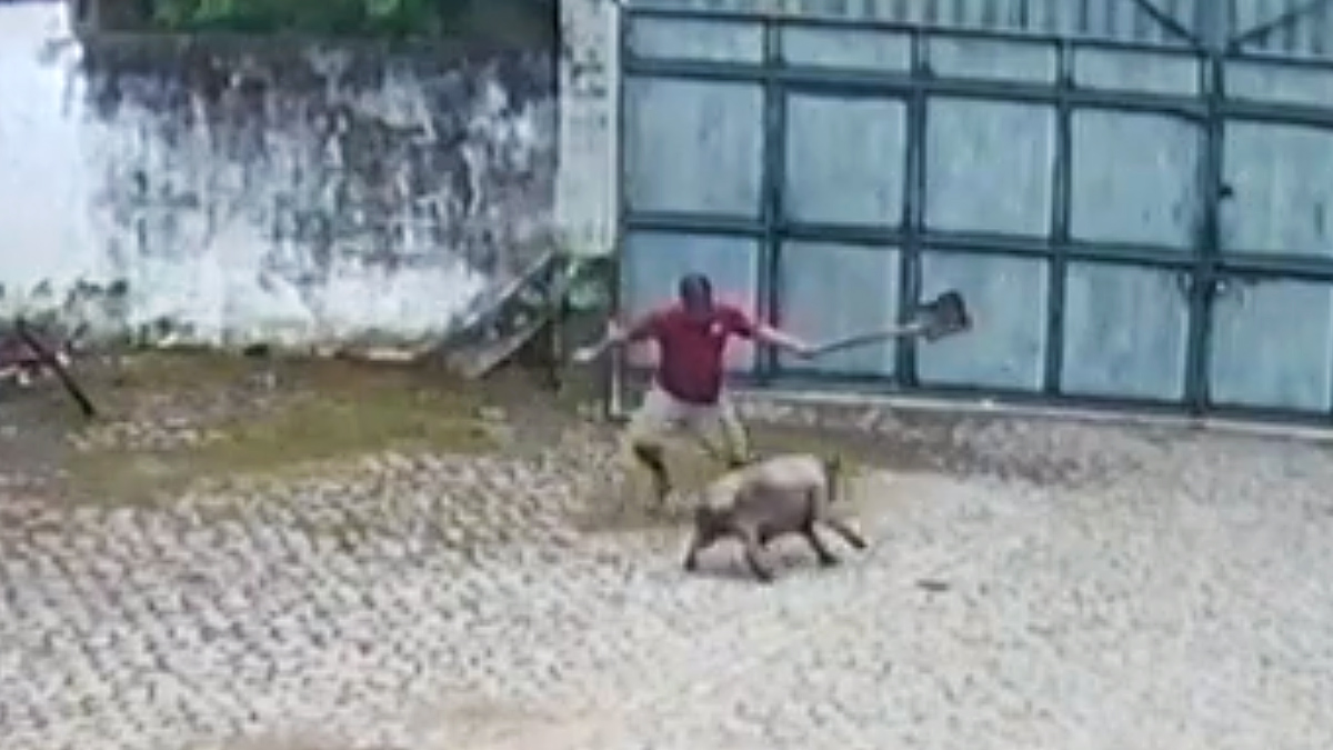   Cerdo ataca hombre que se defiende con pala