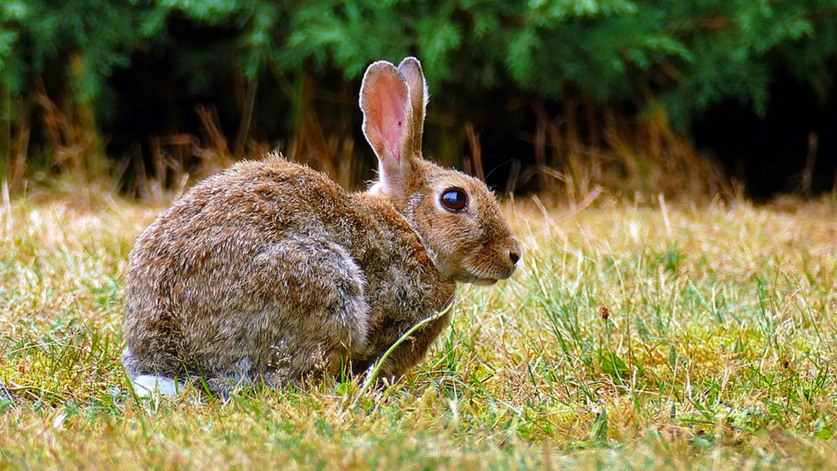   dos millones de conejos cazados en Aragón