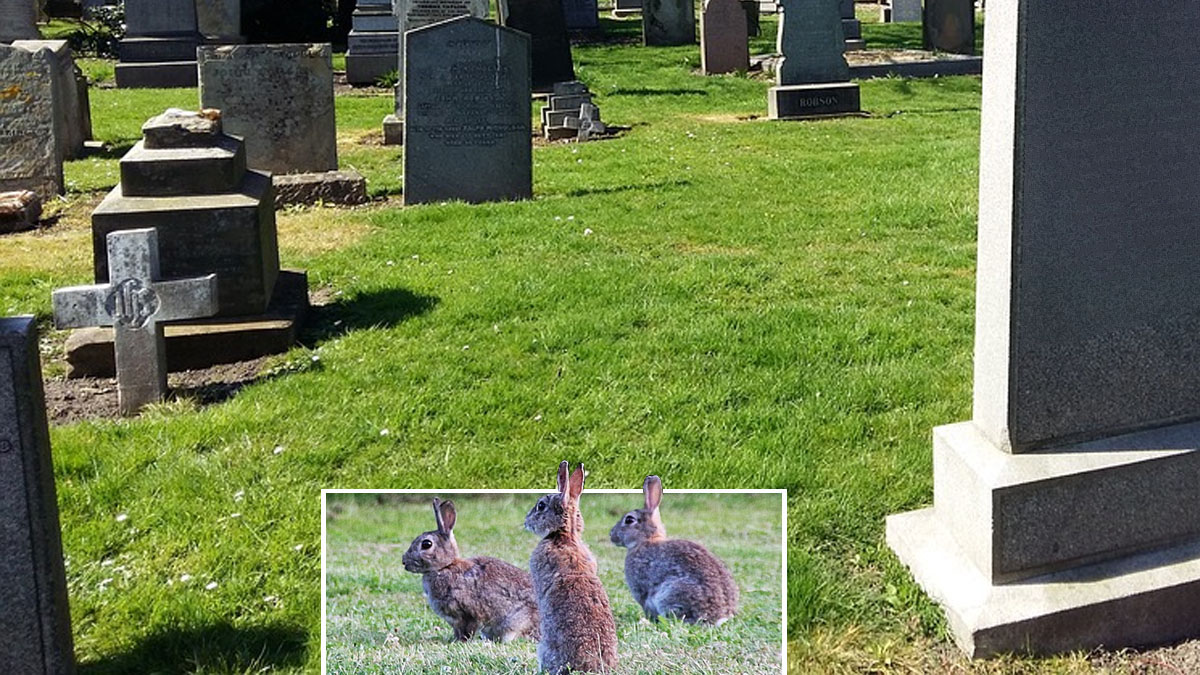  Conejos en cementerio