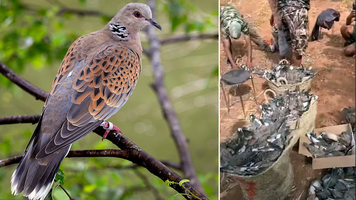 Covid frena caza de tórtolas en Marruecos