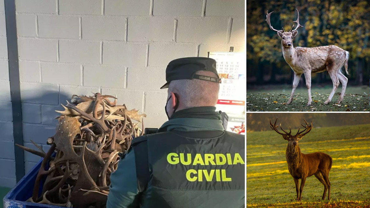   Denunciado con 120 kilos de cuernas de ciervo y gamo en Jaén
