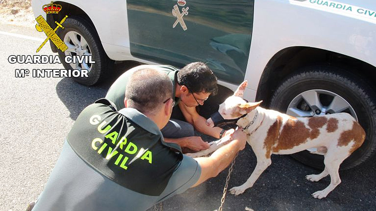   Detenidos protectora animales maltrato animal y estafa perros