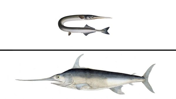  Diferencias entre pez aguja y pez espada