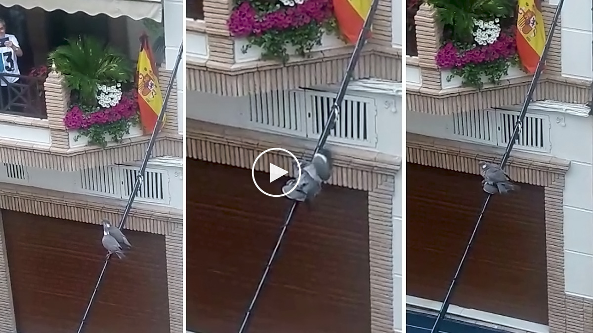  Dos palomas torcaces se aparean de lante de vecindario que lo celebra aplaudiendo