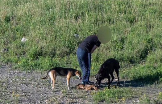  Dos perros sueltos matan una cría de corzo
