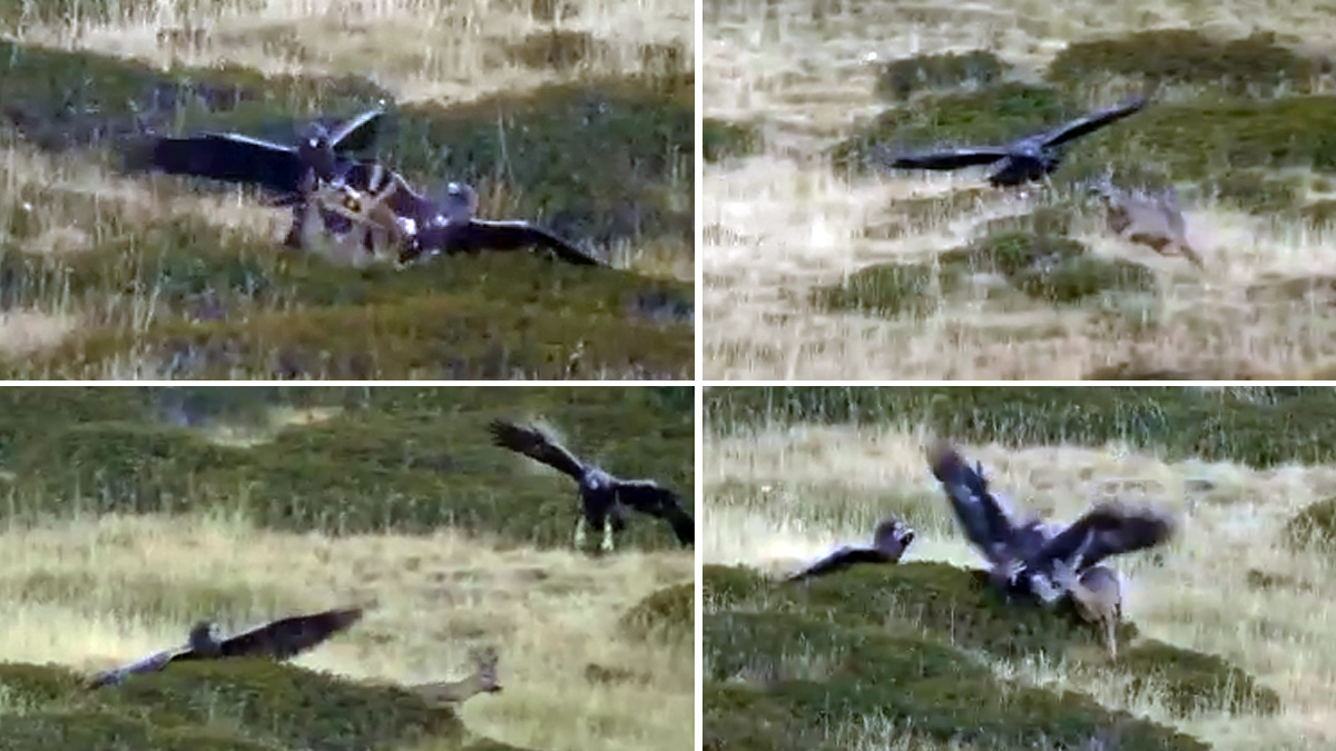  Dos águilas reales cazando una corza