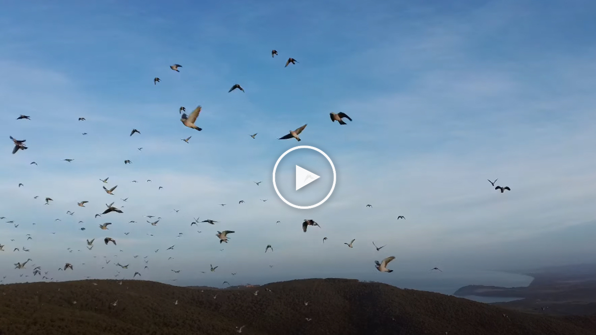  Dron palomas torcaces