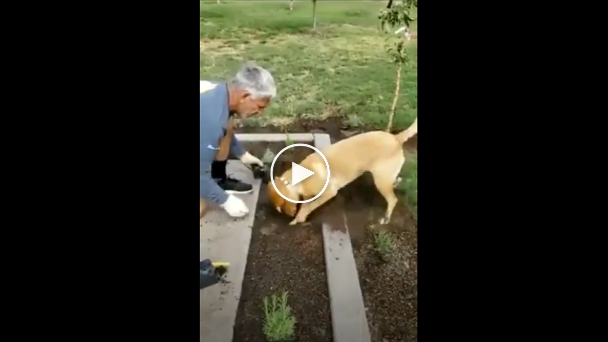  El perro ayudante de jardinería