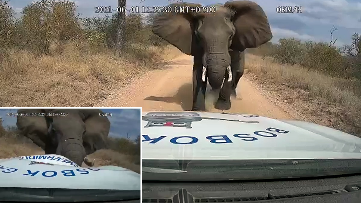  coche sufre la ira de un elefante