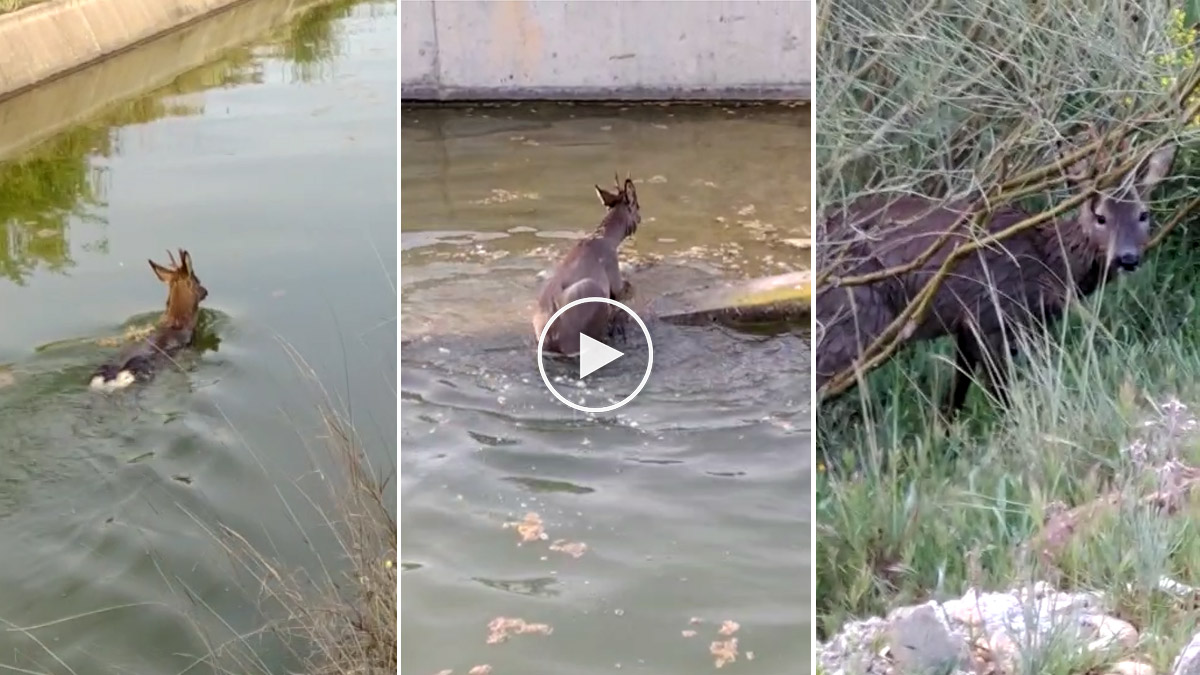 Rescate de un corzo atrapado en una acequia