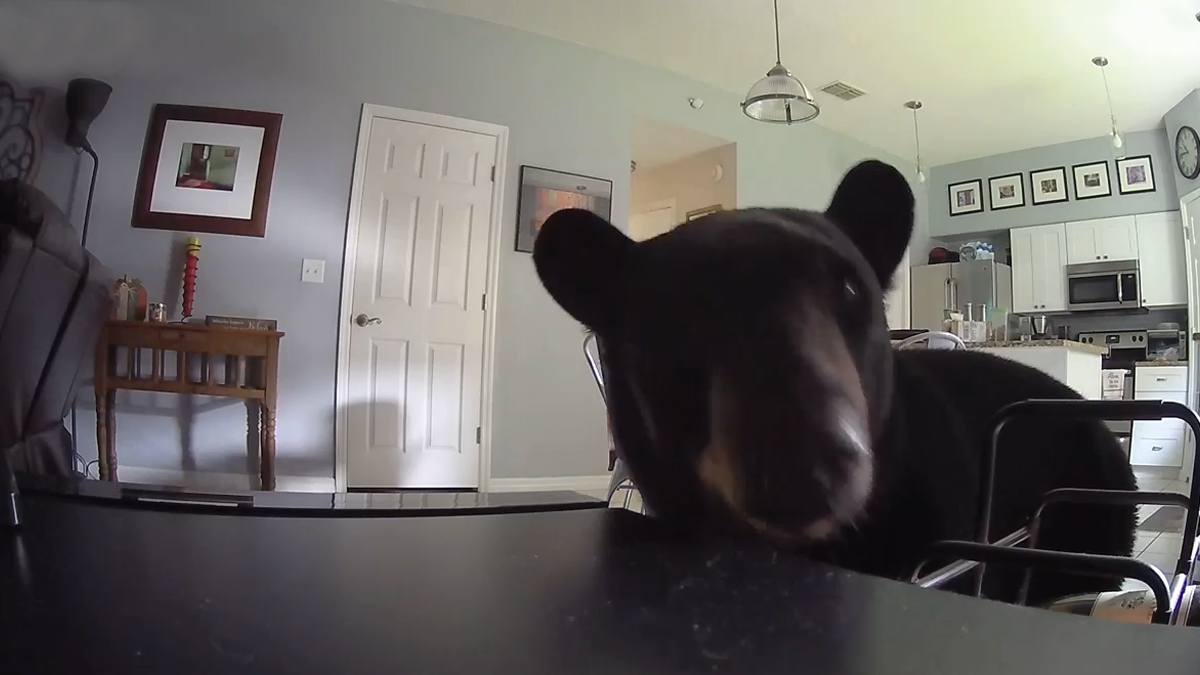  Encuentra oso negro en casa y dispara en defensa propia