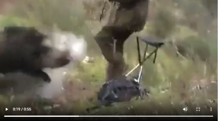  vídeo jabalí atacando a cazador