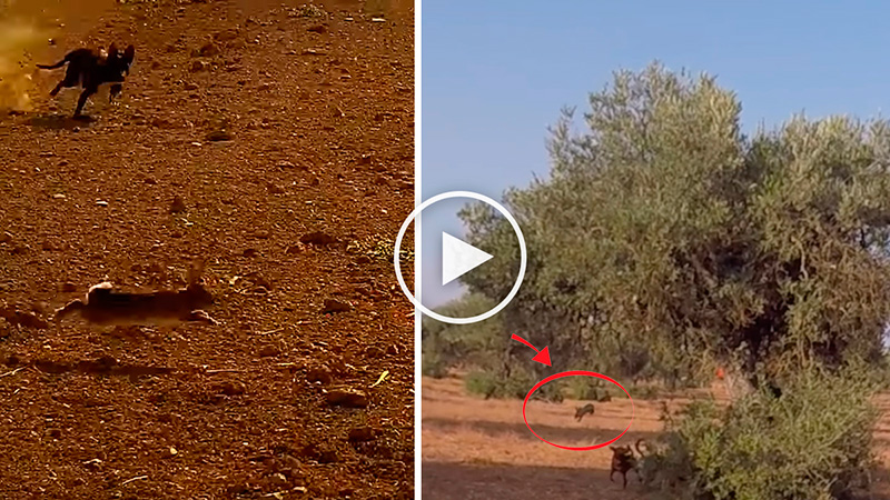  Un conejo salta de lo alto de un olivo mientras los perros lo buscan en el suelo