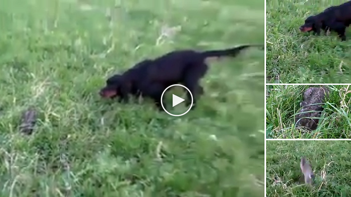   Espectacular muestra de setter gordon a una liebre encamada