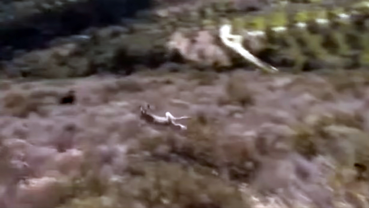  Espectacular salto de conejo para escapar de los perros de caza