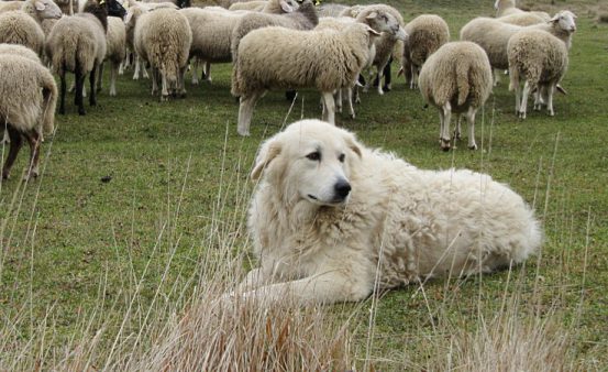  Este es el perro pastor de la Maremma y de los Abruzos