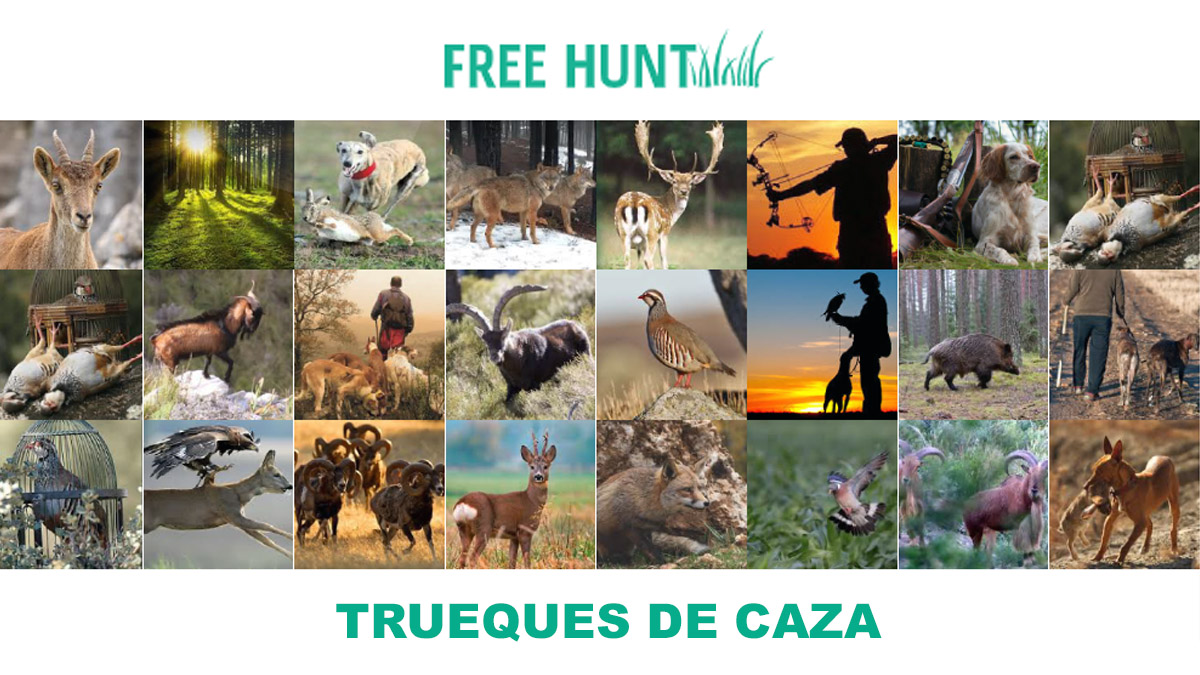  Free Hunt
