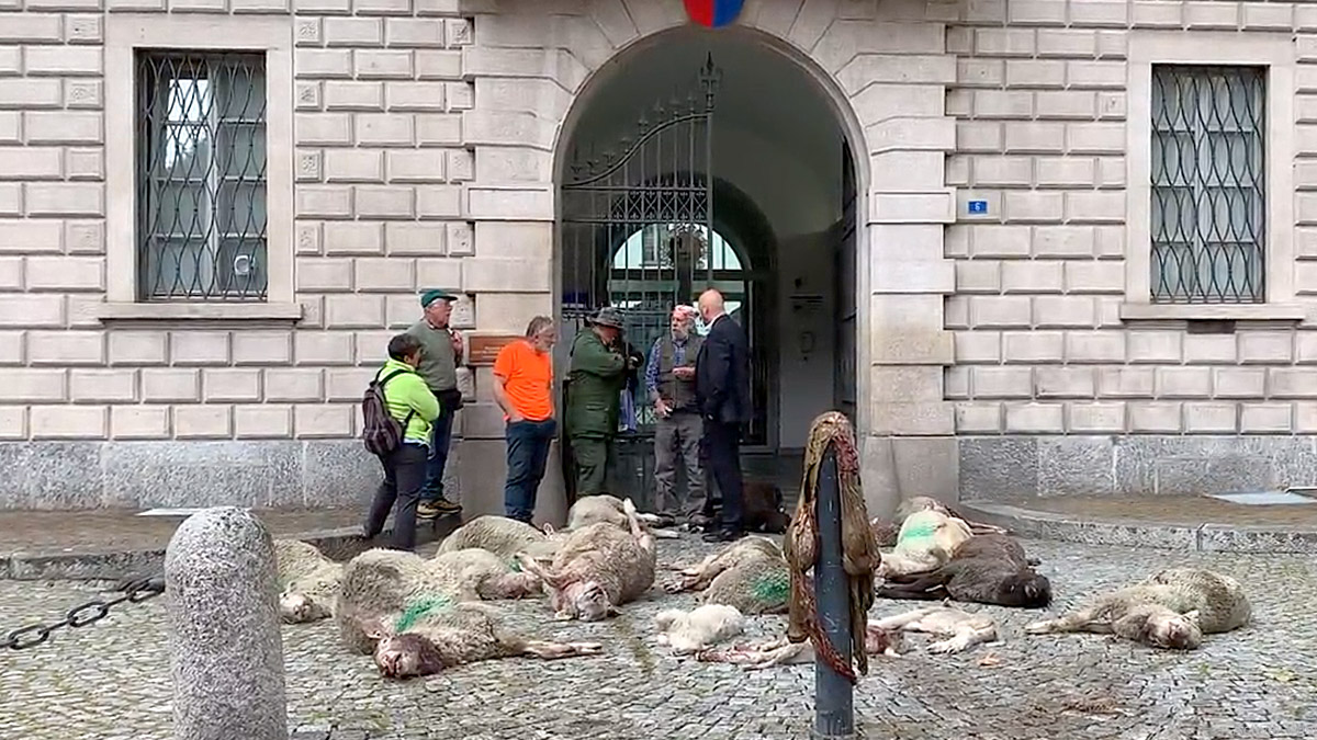   Ganaderos llevan ovejas muertas por el lobo a las puertas de la sede del Gobierno