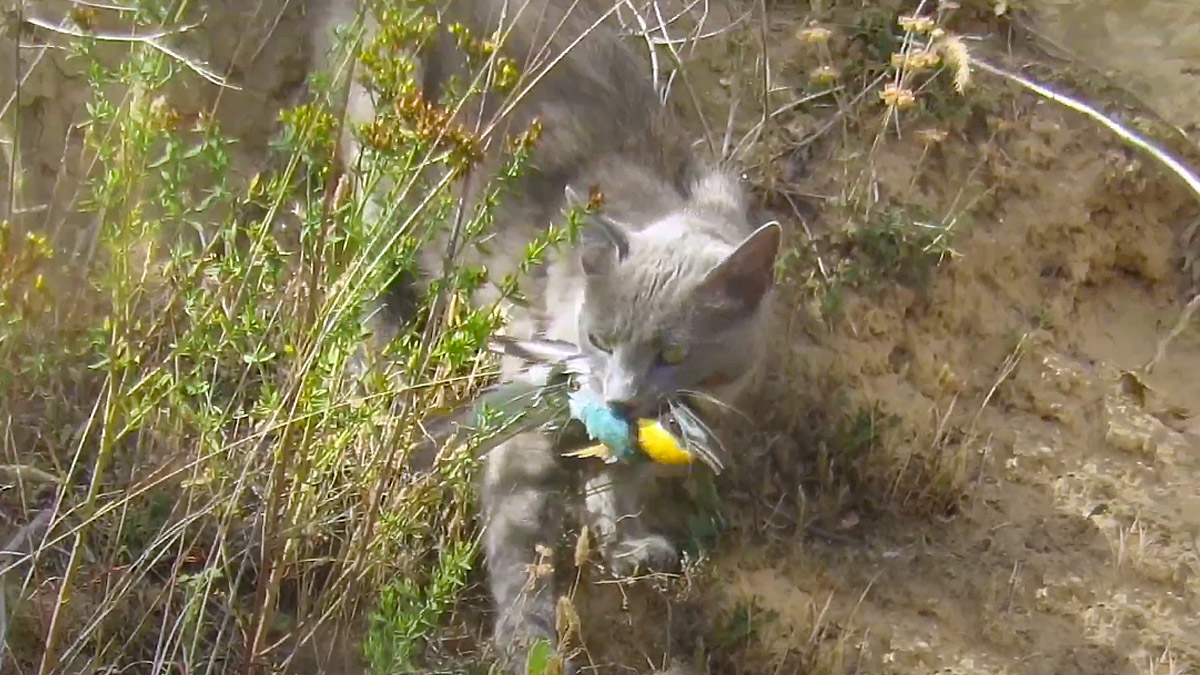  gato dando caza a un abejaruco saliendo del nido