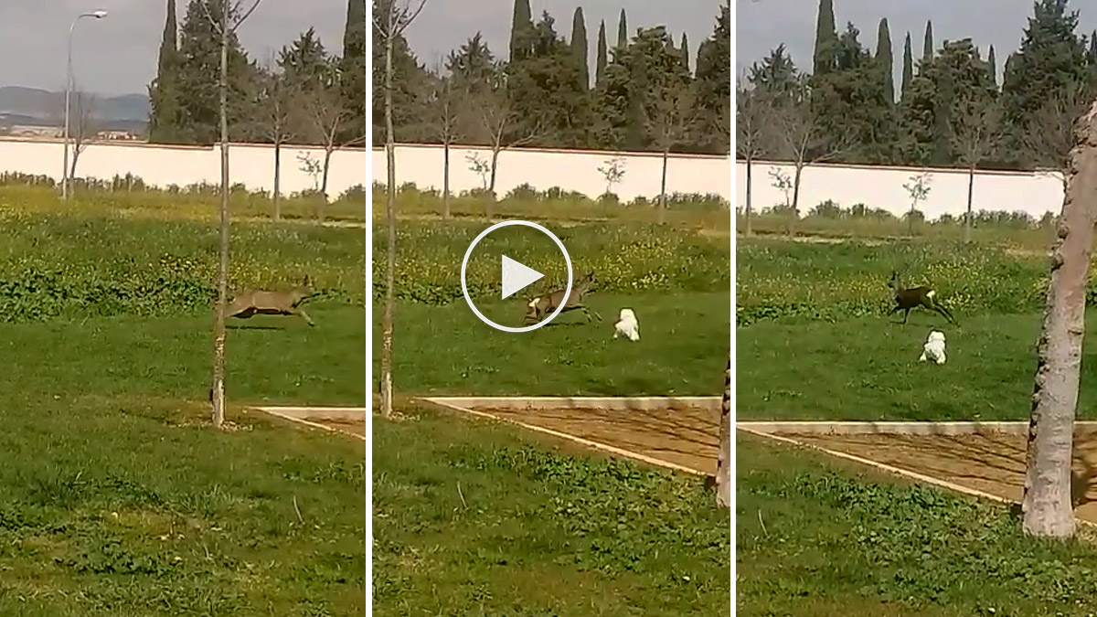 Corzo jugando con un pequeño perro