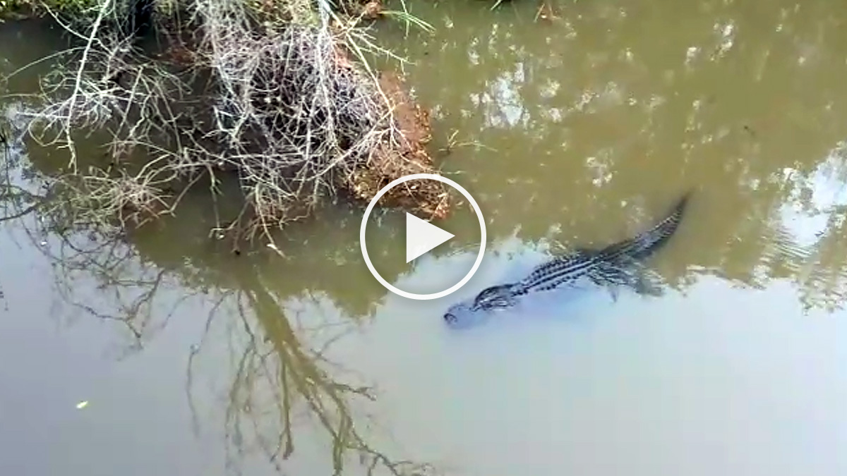  montaje cocodrilo en río de Guipúzcoa