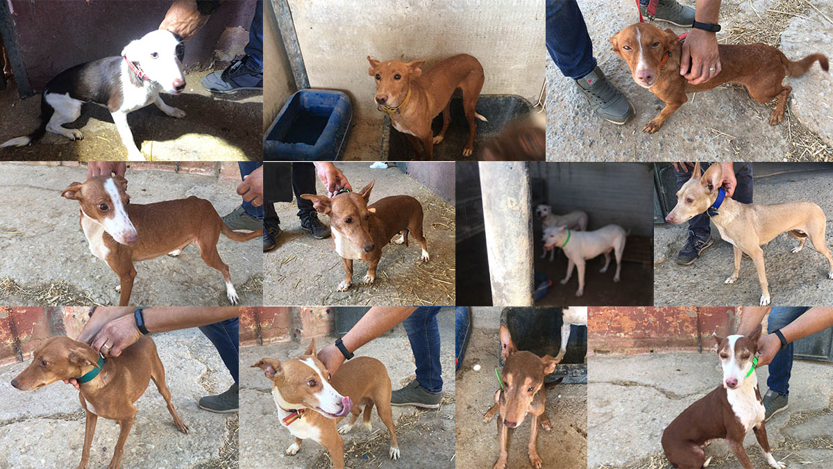  Grupo Roca Guardia Civil encuentra 40 perros robados a cazadores