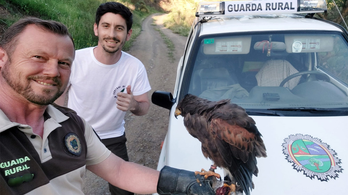   Guarda Rural recupera águila de cetrero
