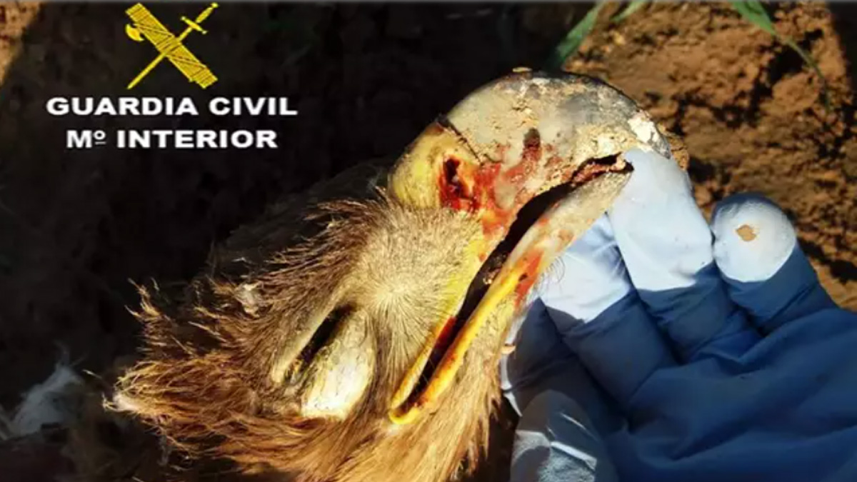  Guarda rural investigado muerte águila