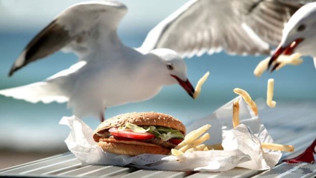 Gaviotas hamburguesa