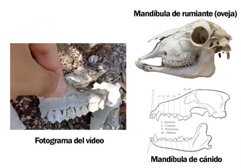  diferencia mandíbula rumiante y cánido