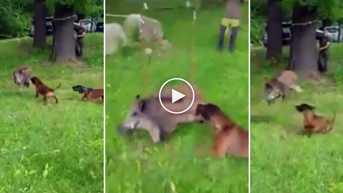  Ingenioso método para entrenar a los perros en la caza del jabalí