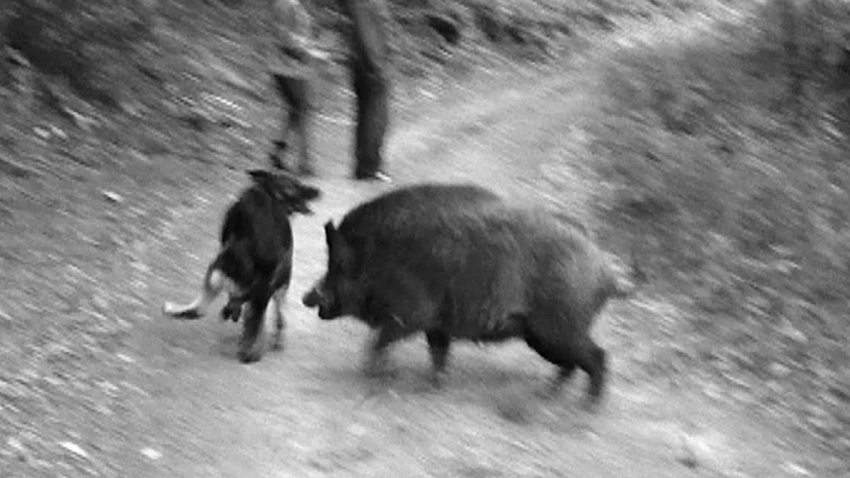 Ataque jabalí