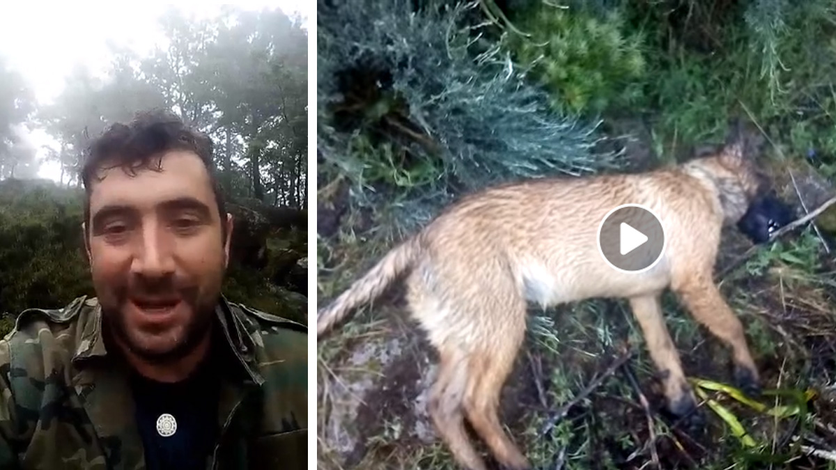  Jabalíes matan perra de pastor influencer y lo denuncia en vídeo