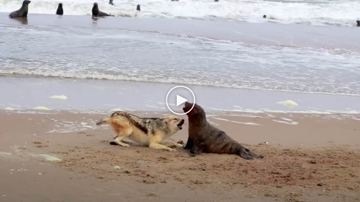  Chacal caza foca y animalistas critican que no se intervenga