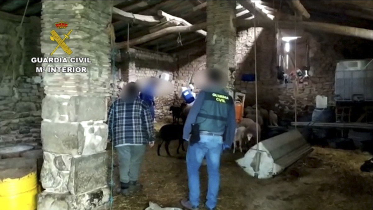  La Guardia Civil recupera en Navarra 67 animales robados a ganaderos de La Rioja y Álava