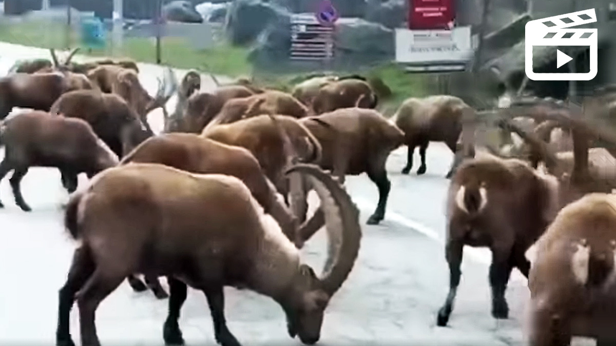  La invasión de las cabras