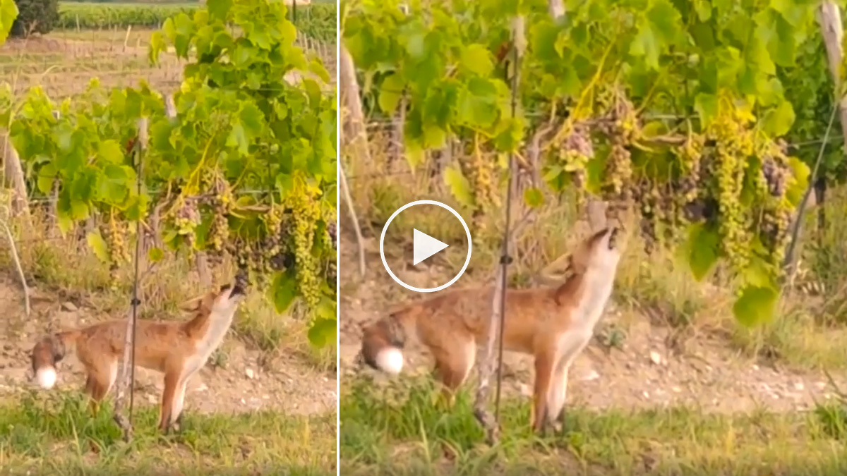  La zorra y las uvas