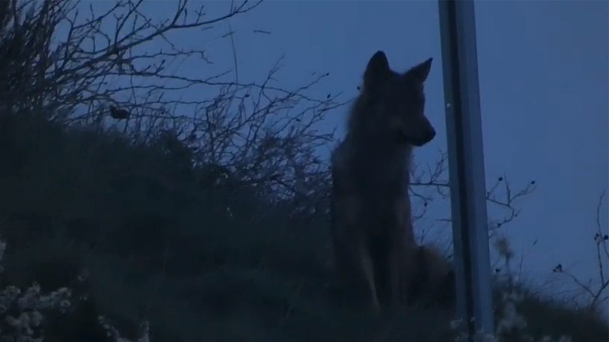   Lobo acecha perros en Palencia