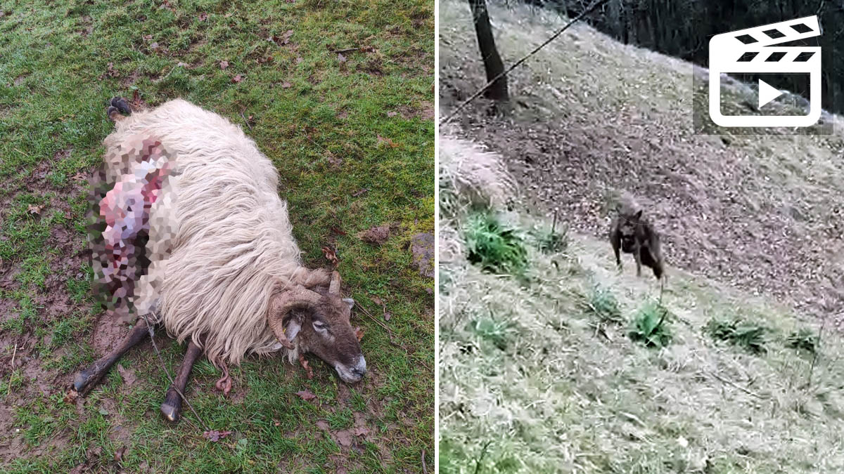   Lobo gruñe a ganadera en Cantabria y mata oveja