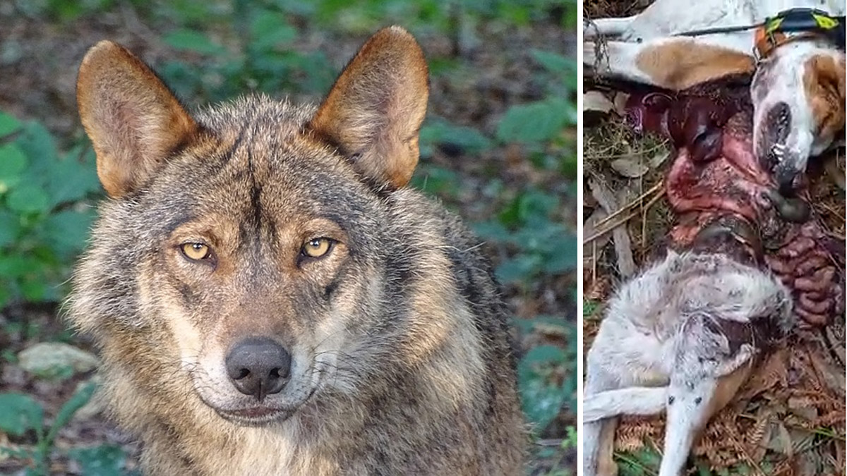 Lobos a la caza de dos perros de caza en Lugo