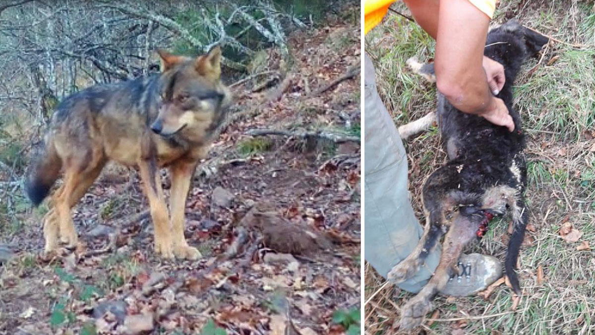  Lobos devoran perros de caza Asturias